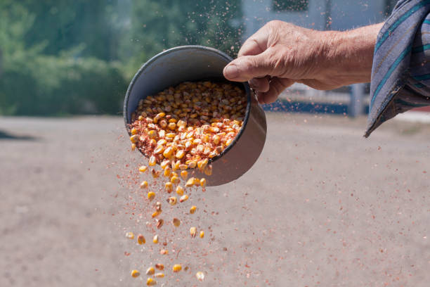 Wind winnowing corn. Close-up