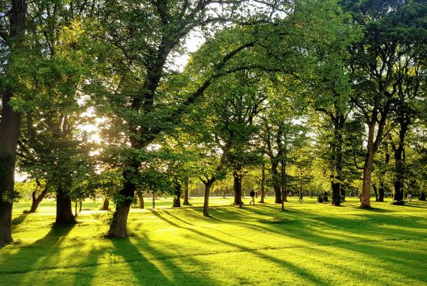 Sunlit avenue in The Meadows, Edinburgh