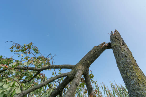 drzewo połamane przez wiatr - tornado storm road disaster zdjęcia i obrazy z banku zdjęć