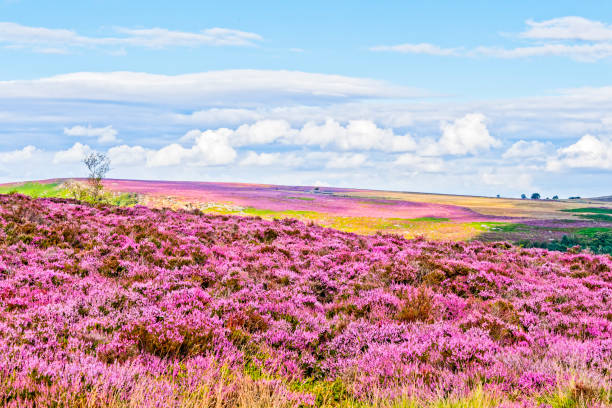 istock Summer day on Hathersage Moor, Derbyshire 839380826