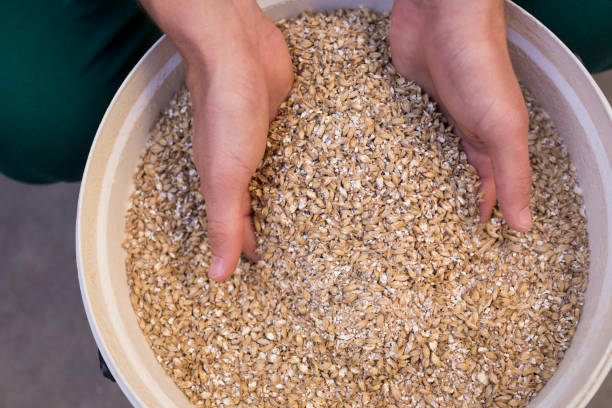 istock Cropped hands of worker examining barley 839384250