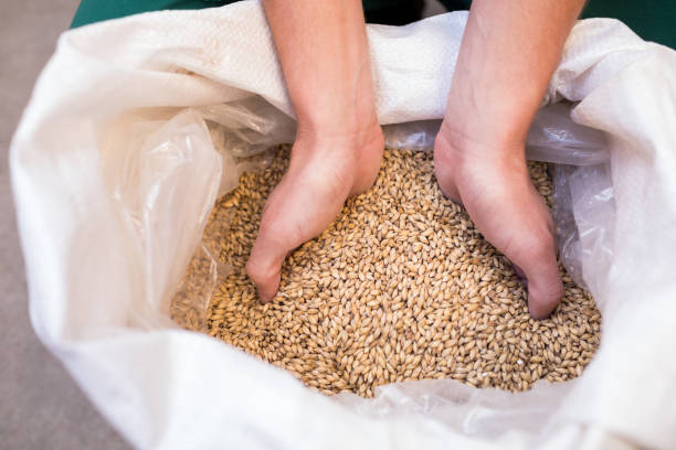 istock Cropped hand of worker examining barley at warehouse 839384946