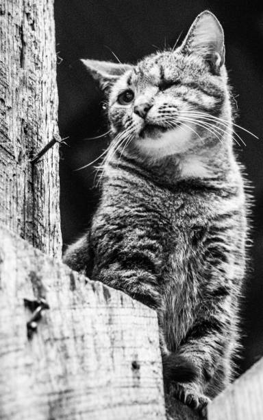 istock One-eyed Farm Cat 839389360