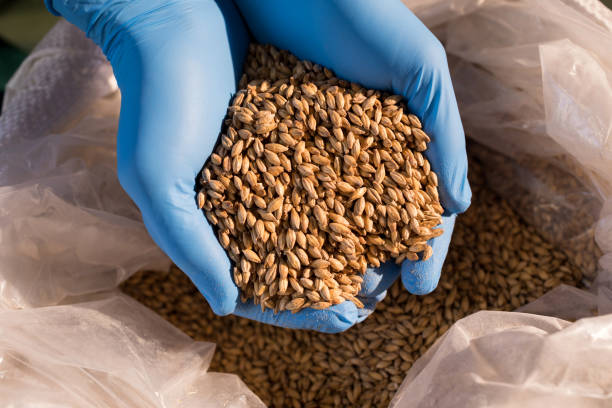 istock Hands of male worker examining barley at warehouse 839391870
