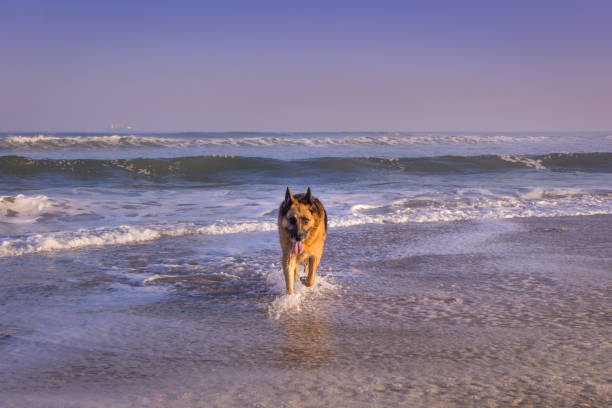 istock German Shepherd dog swimming at the beach 839394902