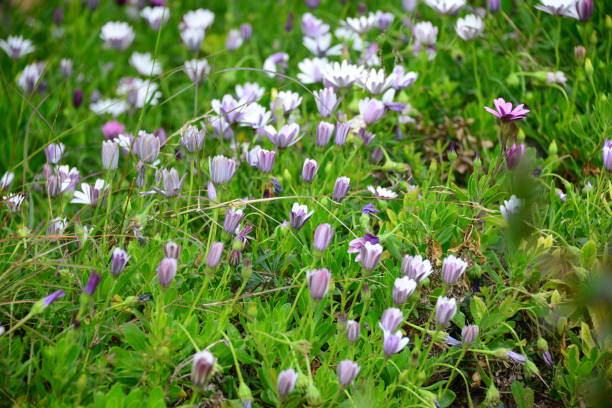 istock Magaritan flowering in Spain 839395118