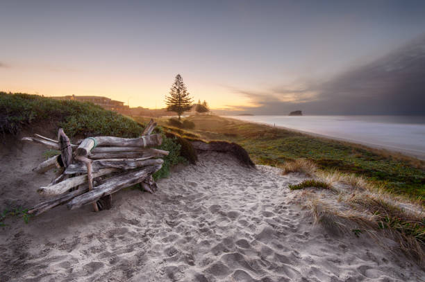 driftwood seat - tauranga imagens e fotografias de stock