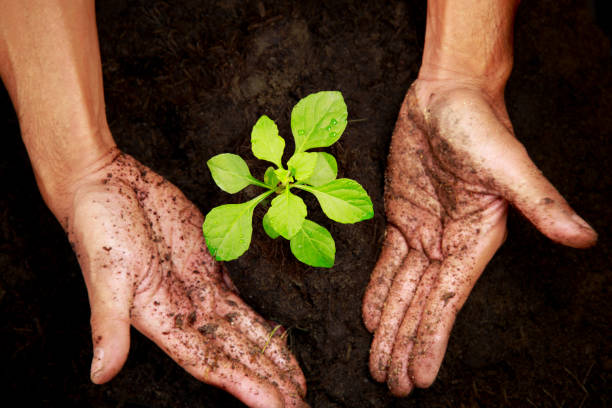 istock plant a tree.On the ground.Two hands placed between trees.Focus on the tree.Invite to plant. 839395792