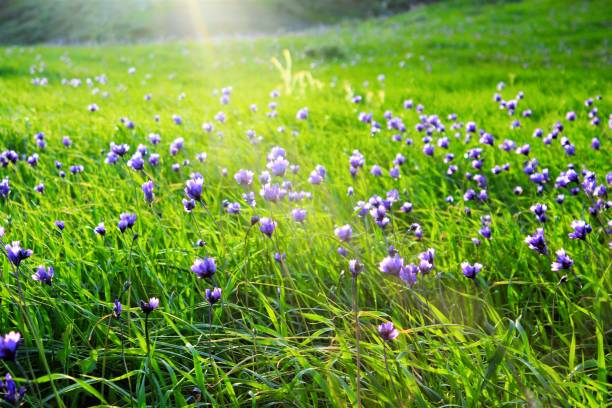 istock California Wildflowers 839395978