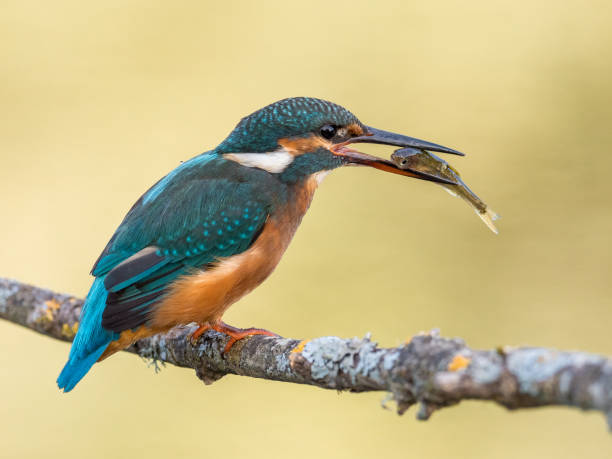 eisvogel vogel (alcedo atthis) einen fisch zu essen - animals hunting kingfisher animal bird stock-fotos und bilder