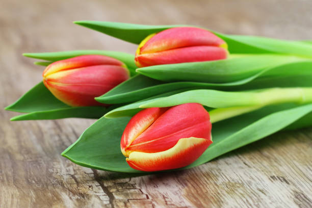 istock Three red and yellow tulips on wooden surface 839396616