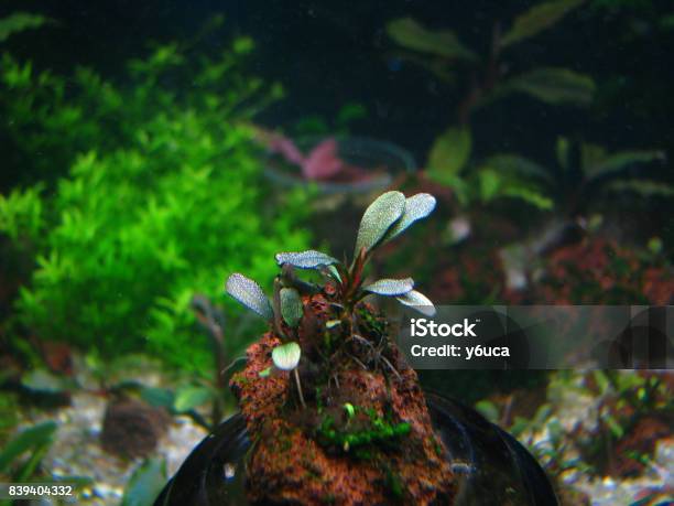 Aquarium Stock Photo - Download Image Now - Animal, Animals In Captivity, Aquarium