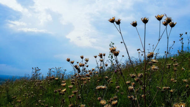 istock wildflowers against the blue sky 839407208