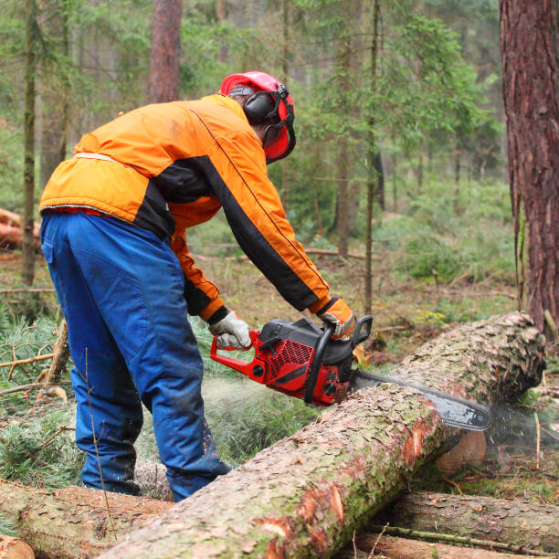istock The Lumberjack harvesting timber in a forest. 839410216