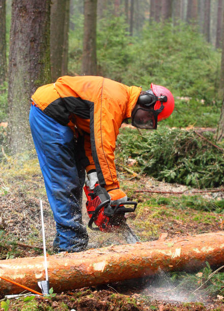 istock The Lumberjack harvesting timber in a forest. 839410224
