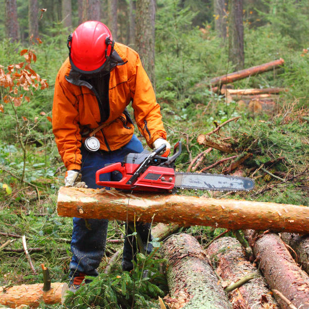 istock The Lumberjack harvesting timber in a forest. 839410262
