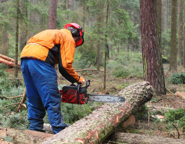 istock The Lumberjack harvesting timber in a forest. 839410264