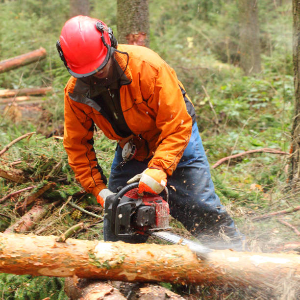 istock The Lumberjack harvesting timber in a forest. 839410280
