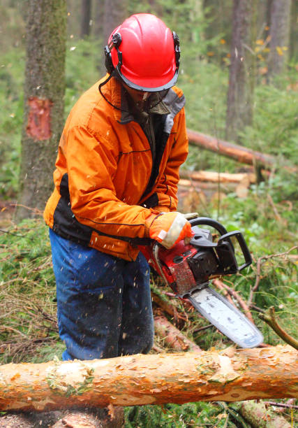 istock The Lumberjack harvesting timber in a forest. 839410394