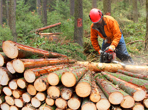 El leñador cosecha de madera en un bosque. photo