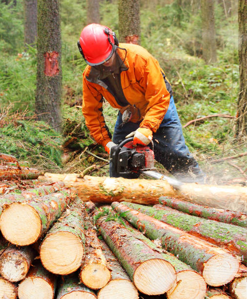 The Lumberjack harvesting timber in a forest. The Lumberjack working in a forest. Harvest of timber. Firewood as a renewable energy source. Agriculture and forestry theme. People at work. lumber industry timber lumberyard industry stock pictures, royalty-free photos & images