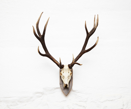 Awesome red deer hunting trophy