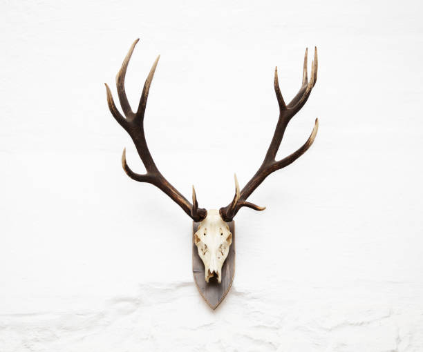 troféu de caça do veado-vermelho incrível - deer stag wall animal head - fotografias e filmes do acervo