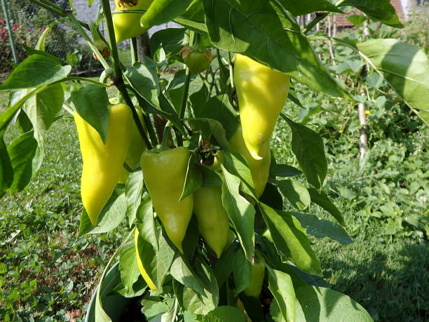 istock Green pepper in the garden 839410682