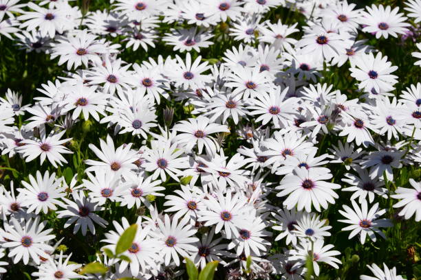 istock Magaritan flowering in Spain 839410766