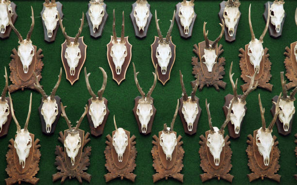 collezione di trofei testa di cervo - deer stag wall animal head foto e immagini stock
