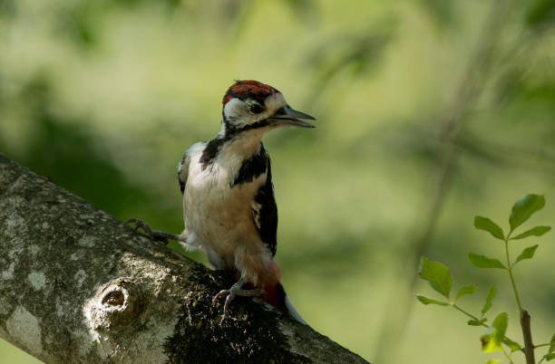 White-backed woodpecker stock photo