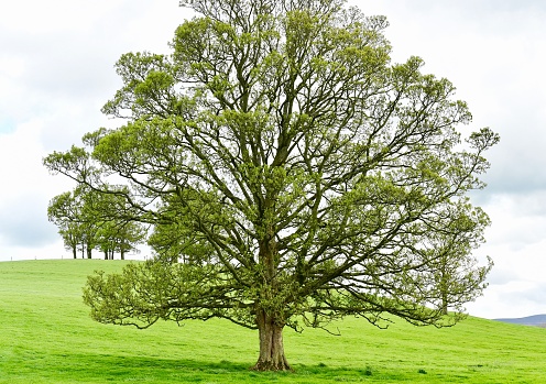 English Walnut Tree in West Yorkshire, England