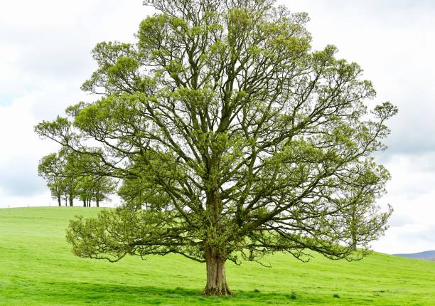 nogueira - english walnut - fotografias e filmes do acervo