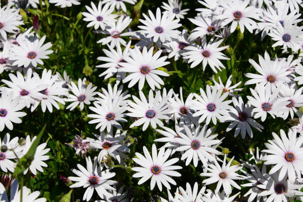 istock Magaritan flowering in Spain 839414284