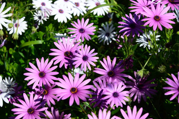 istock Magaritan flowering in Spain 839417302