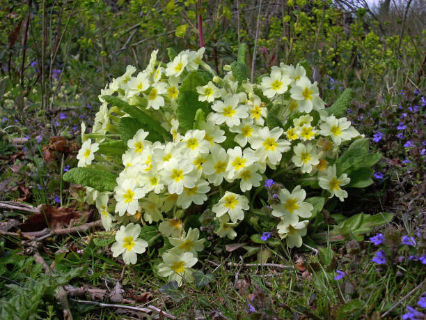 Primrose in woodland