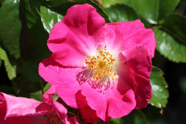 istock Flower of dog rose 839428284
