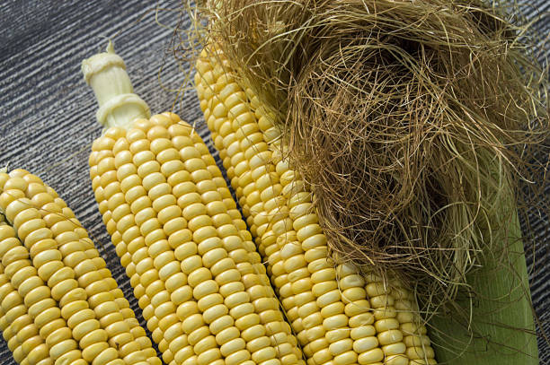 istock the wonderful fresh corn cobs for web and graphic design 839433570