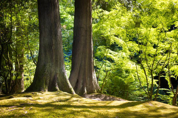 Two large trees stand together in Japanese Zen garden