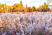 Frost iced trail of red blueberry bushes illuminated by morning sunlight at Dolly Sods, West Virginia with forest