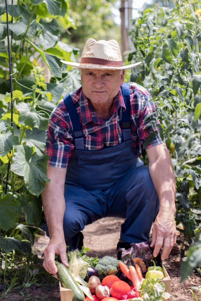 istock Farmer carrying full box of organic vegetable 839448184