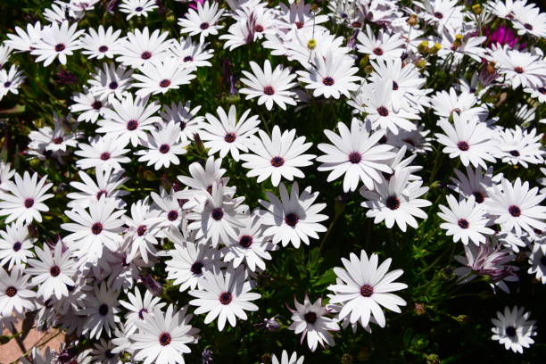 istock Magaritan flowering in Spain 839451446