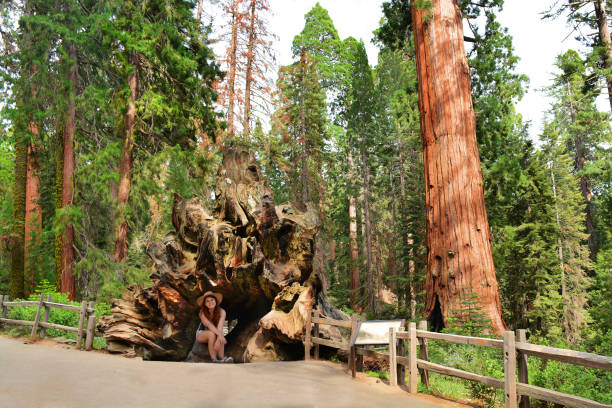 istock Smiling girl on hiking trip exploring sequoia trees. 839452178