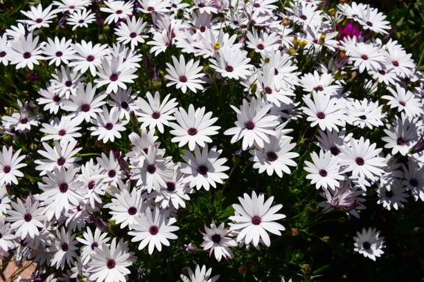 istock Magaritan flowering in Spain 839459558