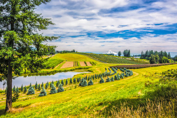 Oregon Farm Land With Mt Hood in Distance Mount Hood Oregon in background of rolling farm land near the cities of Portland and Gresham. Mt Hood is Oregon's highest mountain. oregon barn farm mt hood stock pictures, royalty-free photos & images