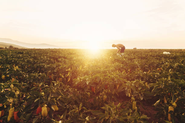 istock harvesting helper picking up ripe bell pepper at plantation 839463822