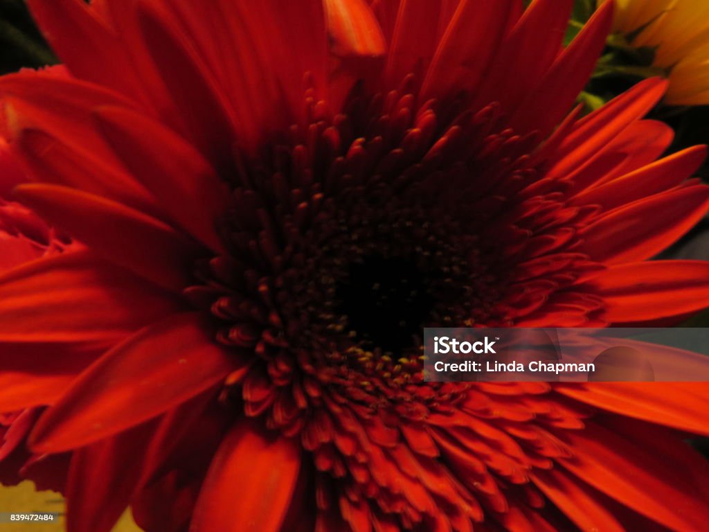 Destul de floare - Fotografie de stoc Floare fără redevențe Destul de floare - Fotografie de stoc Floare fără redevențe