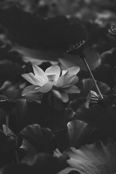 istock Sacred Lotus Flower 839495116