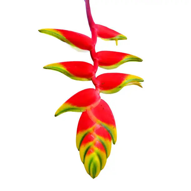 Heliconia rostrata also known as Hanging Lobster Claw or False Bird of Paradise. Flower isolated owhite background.