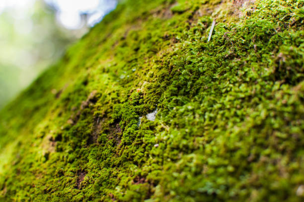istock Green Moss Growing on a Large Rock 839499620